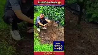 Japanese Farmers&rsquo; Smart Weed Control 🌱 #OrganicFarming #SmartAgriculture #factsinkannada #shorts