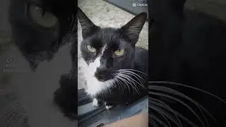 My other tuxedo baby 😺💗✨ #cat #tuxedo #animals #capcut #viral #trending #love #baby #pets