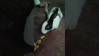 Cute baby rabbit 🐰🐰| Black & white Rabbit video| #pet animal #youtubeindia #whatsapp #shorts