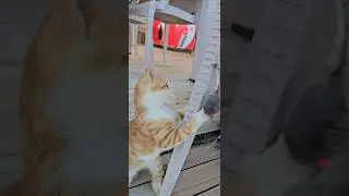 Как ему поймать её?🤣How can he catch her?🤗&iquest;C&oacute;mo la atrapa?#kitten #pets #animals #music #котики #кот