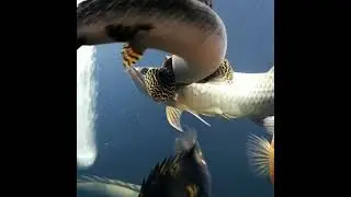 Arowana Fish and Channa Fish Fighting 😍 - #shorts 😬😮😮