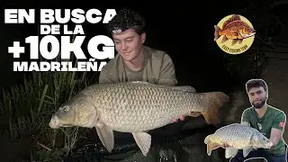 En BUSCA de la CARPA de R&Iacute;O +10kg en Madrid &middot; Easy Fishing