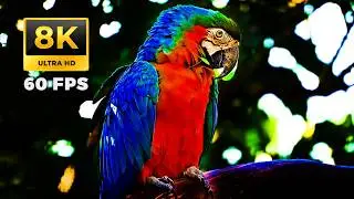 Real 8K Ultra HD 60FPS &bull; Tropical Birds & Rainforest (Nature Sounds) - Best 8K Video for TV Test