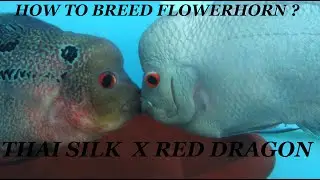 How to breed Flowerhorn Fish ? Series -1