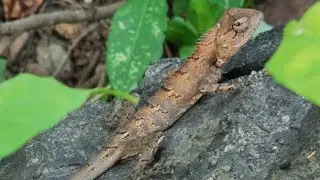 Touching a Forest lizard's Tail 😅 