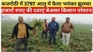 कजरौठी(हाथरस) में 3797 आलू में फैला भयंकर झुलसा। हजारों रुपए कीमत की दवाएं बेअसर किसान परेशान नुकसान