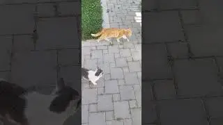 Tabby and gray kitty walking around #cute #elgato #pişik #кошка #котёнок #kitten