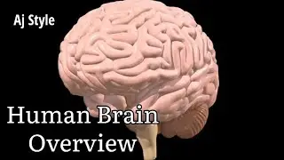 Human Brain Function's And  Overview  Ajstyle like share and subscribe my channel guys