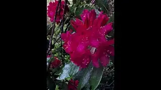 Red Azalea: Interpret a Photo, Contrast & Values www awegroup net