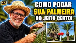 COMO PODAR COQUEIRO 🌴 ARECA BAMBU ! #ch&aacute;cara #dica #funny #fa&ccedil;avoc&ecirc;mesmo 