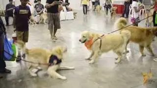 Largest gathering of Golden Retrievers by Golden Retriever Club Singapore (GRCS) @ Pet Expo