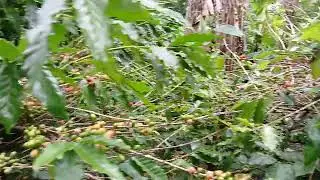 2 Before Melissa, our coffee farm in brandon Hill, St. Andrew jamaica 