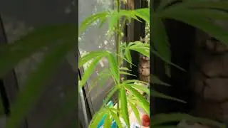 How to tell if you have a male or female cannabis plant.#gardening #flowers #sunshine