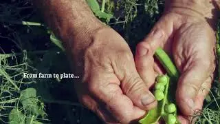 Everyday Fresh - Green Peas