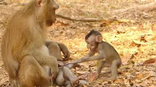 BRANDI BABY MONKEY DRAG HAND PEPPER | NEWS BABY MONKEY