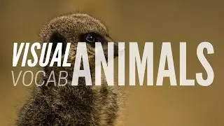 Learn English Vocabulary | Animals