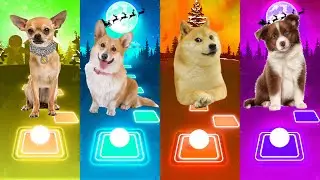 Cute Dog- Imagine Dragons- Enemy -Shakira -Waka Waka BTS | Tiles Hop EDM Rush