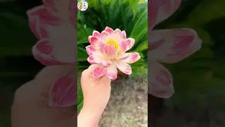 Handmade Corn Husk Lotus Flower 🌽🌸 Natural Art Decoration Idea #shorts #viral #diy #craft #flowers