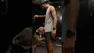DID MY DOG JUST BITE ME⁉️🥴 #gym #staffy #dogshorts #funny #shorts