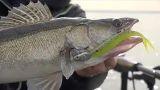 Pelagic Zander fishing in Holland - Snoekbaars op half water