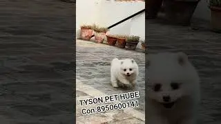 limit offer super quality toy pom pair available in Tyson pet hube all information DM me #viralvideo