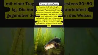 Extrem robustes Tackle #carp #angeln #wasserturm #fishing #outdoors #fish #welsangeln #carpfishing