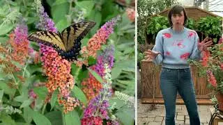 Cottage Farms 2-Piece Butterfly Bush Rainbow Live Plants on QVC