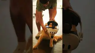 Will Dogs Play VR? #vrheadset