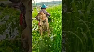 what is like dog 😭😭😭#youtubeshorts#ytshorts #love#fun#mastishort#shorts#viral#broken#veryfunny