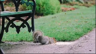 The right way to visit Bute Park in winter.