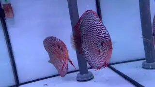 Red turquoise discus in show quality