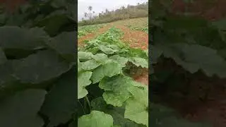 melhor adubo para abobora,qual adubacao correta ,qual quantidade de adubo usar