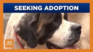 Flagstaff area rescue looks to rehome dogs siezed from home