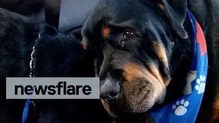 Crying rottweiler grieves for dead brother