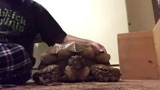 Constipated tortoise?