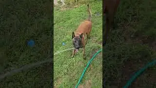 #malinoispuppy #malinois stay cool I this heat