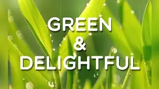 Green & Delightful, Level 157, Word Crush Answers, 4k.