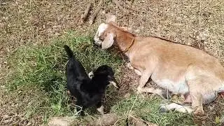 Cutest little kid another kid born today #goatfarmlife #goatfarming #animals 
