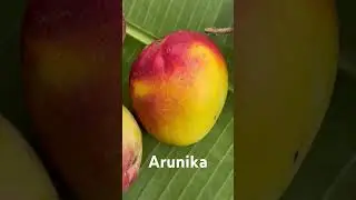 Arunika mango 🥭