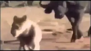 Lion Hunting Skills in The Jungle Wild Animals Documentary