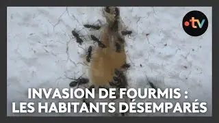 Invasion de fourmis dans un village d'Alsace : les habitants d&eacute;sempar&eacute;s