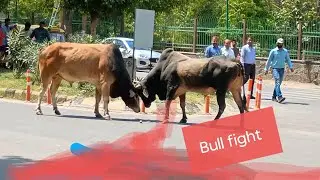 Strong Bull  fight together for dominated areas to  capture and rull Animals lovers