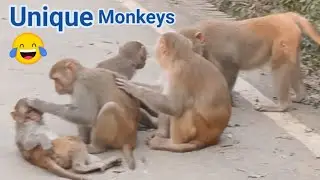 Monkey's funny video # monkey comedy videos funny laughing # #janemonkey  #funny monkey 🐒 🐒