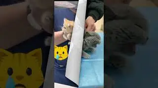 Berbagai reaksi kucing ketika di suntik#shorts