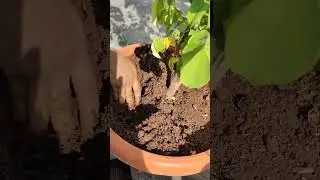 Star fruit plant caring and tips #gardening #ytshortsindia #terracegarden