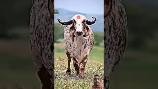 Let's see who likes cute cow's #cow #animals #gausevasangh #bull #theanimalfarm #animalfamily