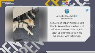 Police Support Animal pictured sleeping with stuffed unicorn | Greatest Hit