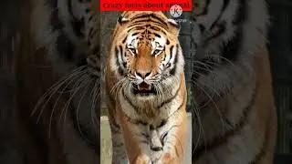 #crazy facts about animal 🐯🐶|#amazing facts |#intresting facts |#facts collection |#shorts