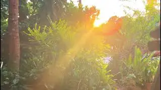 Village Nature Video | Village Nature Background Video-No Copyright