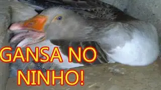A GANSA E O NINHO, AGORA ELA ESTA CHOCANDO! | CRIAÇÃO DE GANSO GANSO  | NO SÍTIO